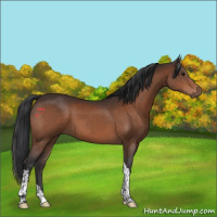 Horse Color:Bay Tobiano 