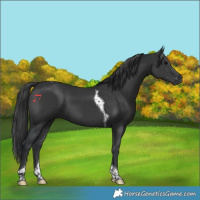 Horse Color:Black Tobiano 