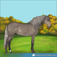 Horse Color:Silver Smoky Grullo 