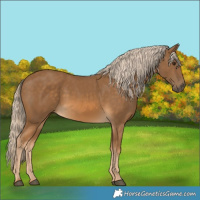 Horse Color:Chocolate Palomino 