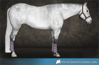 Horse Color:Platinum White Spotted Silver Buckskin Roan Dun Brindle 