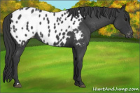 Horse Color:Blue Roan Appaloosa 