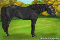 Horse Color:Black  and Gray Black 