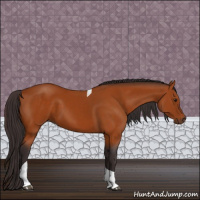 Horse Color:Buckskin Tobiano 