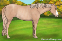 Horse Color:Gold Champagne Rabicano 
