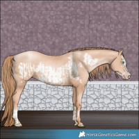 Horse Color:Gold Champagne Pearl Rabicano  and Gold Champagne Pearl Frame Rabicano 