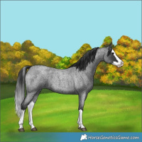 Horse Color:Blue Roan Splash 