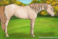 Horse Color:Gold Champagne Pearl Rabicano  and Gold Champagne Pearl Splash Rabicano 