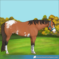 Horse Color:Bay Appaloosa 