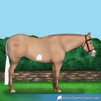 Horse Color:Silver Amber Champagne Frame 