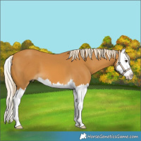 Horse Color:Palomino Splash 