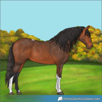 Horse Color:Bay Tobiano 
