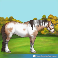 Horse Color:Bay Dun Frame 