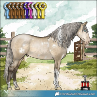 Horse Color:Gray White Spotted Silver Buckskin Pearl Dun Tobiano 