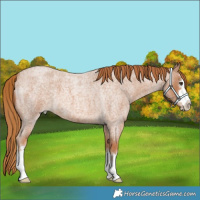 Horse Color:Red Roan