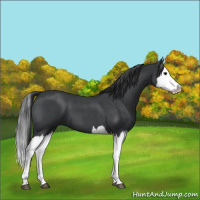 Horse Color:Blue Roan Splash 