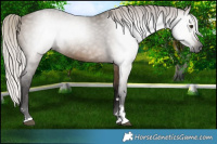 Horse Color:Gray Silver Brown Dun Rabicano 