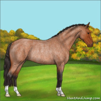 Horse Color:Buckskin Roan Rabicano 