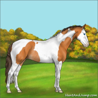 Horse Color:Buckskin Splash Tobiano Varnish Rabicano