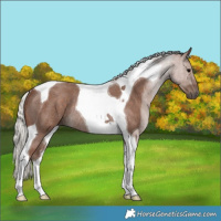 Horse Color:Silver Blue Roan Tobiano Rabicano