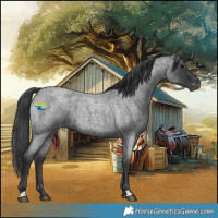 Horse Color:Blue Roan Appaloosa 