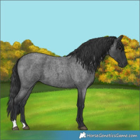 Horse Color:Blue Roan 