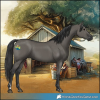 Horse Color:Grullo 