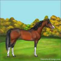 Horse Color:Bay Splash 