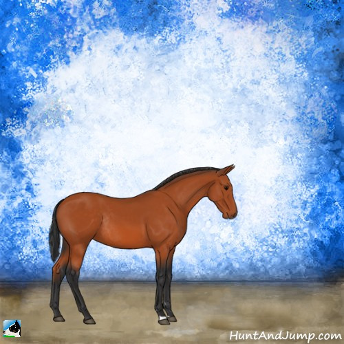 Horse Color:Bay Sabino Rabicano 