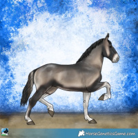 Horse Color:Blue Onyx