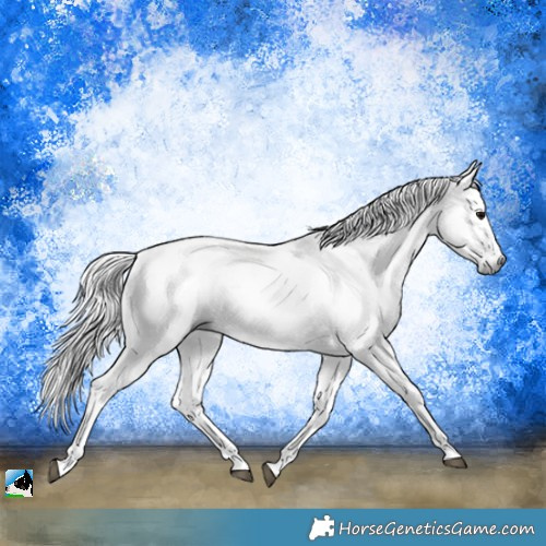 Horse Color:Gray Black Sabino