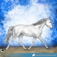Horse Color:Gray Black Sabino 