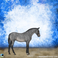 Horse Color:Blue Roan Rabicano