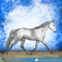 Horse Color:Gray Black Sabino Rabicano 