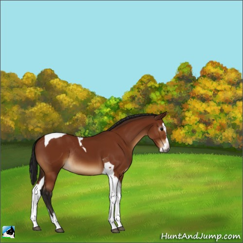 Horse Color:Gray Bay Splash Tobiano Rabicano 
