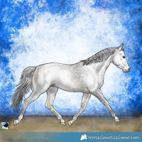 Horse Color:Gray Blue Onyx Rabicano 