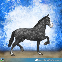 Horse Color:Black Ice Sabino