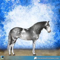 Horse Color:Gray Black Sabino Splash 