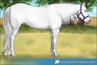 Horse Color:Gray Bay Splash Varnish 