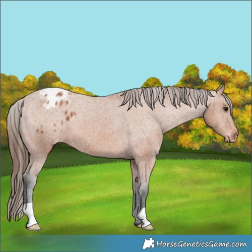 Horse Color:Bay Appaloosa 