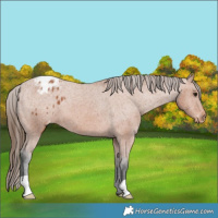 Horse Color:Bay Appaloosa 