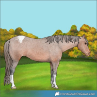 Horse Color:Bay Appaloosa 