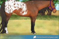 Horse Color:Bay Appaloosa 