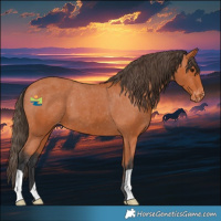 Horse Color:Bay Appaloosa 