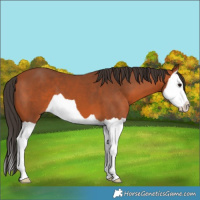 Horse Color:Bay Splash 