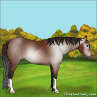 Horse Color:Gray Bay Appaloosa 