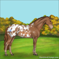 Horse Color:Chestnut Appaloosa 