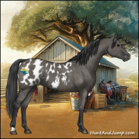 Horse Color:Grullo Appaloosa 