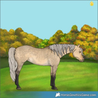 Horse Color:Silver Buckskin Dun 