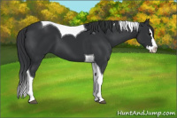Horse Color:Black Splash Tobiano 